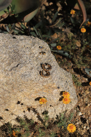 Gold Twist Hoops - Stone Cooper